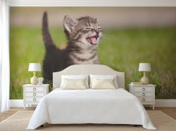 Fotobehang lief klein kitten gedrukt op hoge kwaliteit vliesbehang